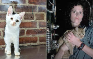 Jonesy the rescued kitten at Charlie's Army Animal Rescue, Philadelphia, Ripley with Jones or Jonesy from Aliens