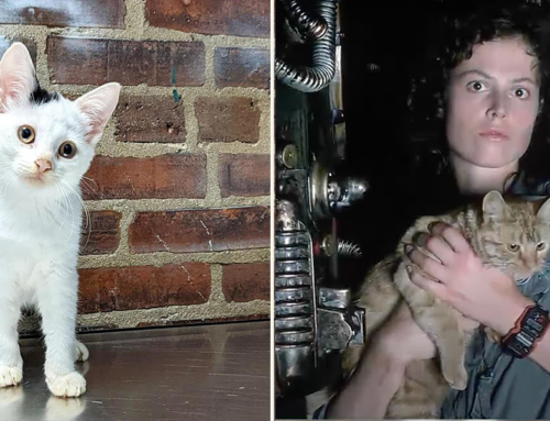 Jonesy, Named for ‘Alien’ Cat, Delights Rescuers with Silly Antics