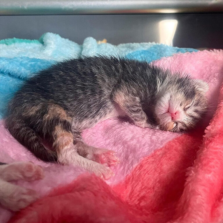 Magnolia's 'Patented Scream' Echoes Through Kitten Foster Home