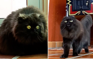 Seamus T Cat, Scottish Fold cat, rescued cat, Michael Jackson, King of Pop, Smooth Criminal