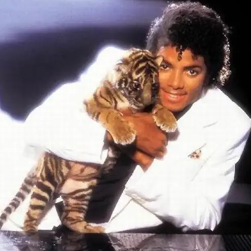Michael Jackson, King of Pop, Thriller, holding a tiger cub