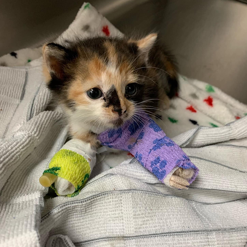 S'mores the rescued kitten wears a bandage and splint.