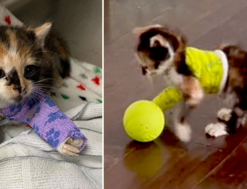Fierce Rescue Kitten S’more Rocks a Yellow Splint and Only Wants to Play