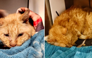 Sven the cat found frozen in the snow, Animal Services and Assistance Programs, Inc., Marengo, IL, Pet Vet Animal Clinic and Mobile Practice, Ltd