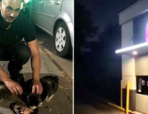 NYC Rescuer’s All-Nighters Helping ‘Taco Bell Cats’ at Busy Drive-Thru