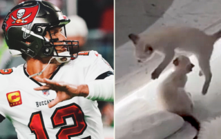 The Tampa Bay Buccaneers, Tom Brady, Kittens, Humane Society of Tampa Bay