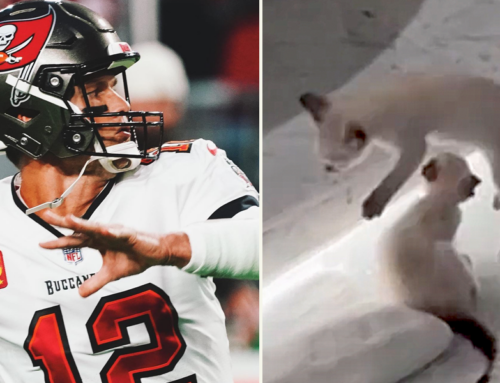 Tom Brady Adopts Two Shelter Cats That Are Natural Tacklers
