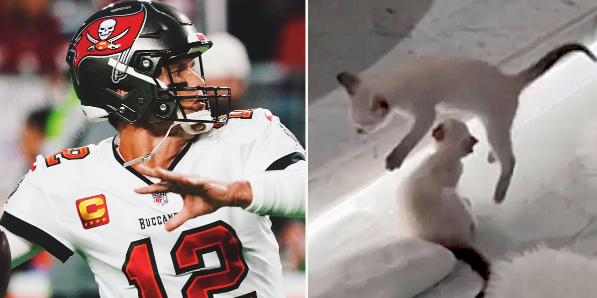 The Tampa Bay Buccaneers, Tom Brady, Kittens, Humane Society of Tampa Bay