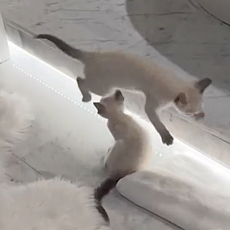 Two Siamese foster kittens which were adopted by Tom Brady and daughter, 2