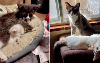 Trixie and Ralphie, Forgotten Felines Rescue, Denver, FIP, feline infectious peritonitis