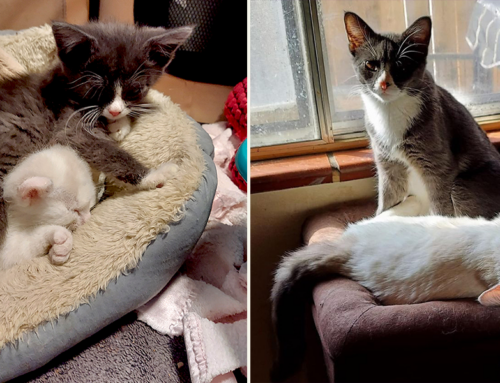 Rescued Ralphie Overcomes FIP and is Ready for Honeymoon with Trixie
