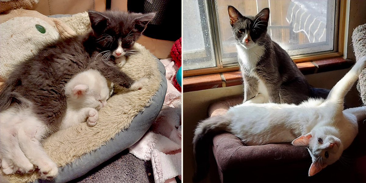 Trixie and Ralphie, Forgotten Felines Rescue, Denver, FIP, feline infectious peritonitis