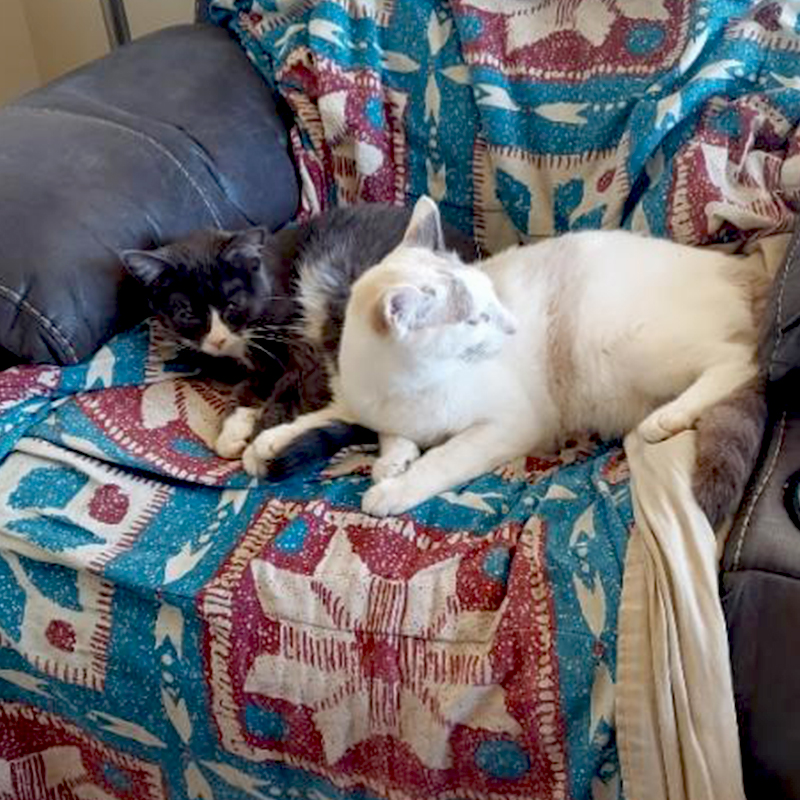  Trixie and Ralphie cuddle on a chair