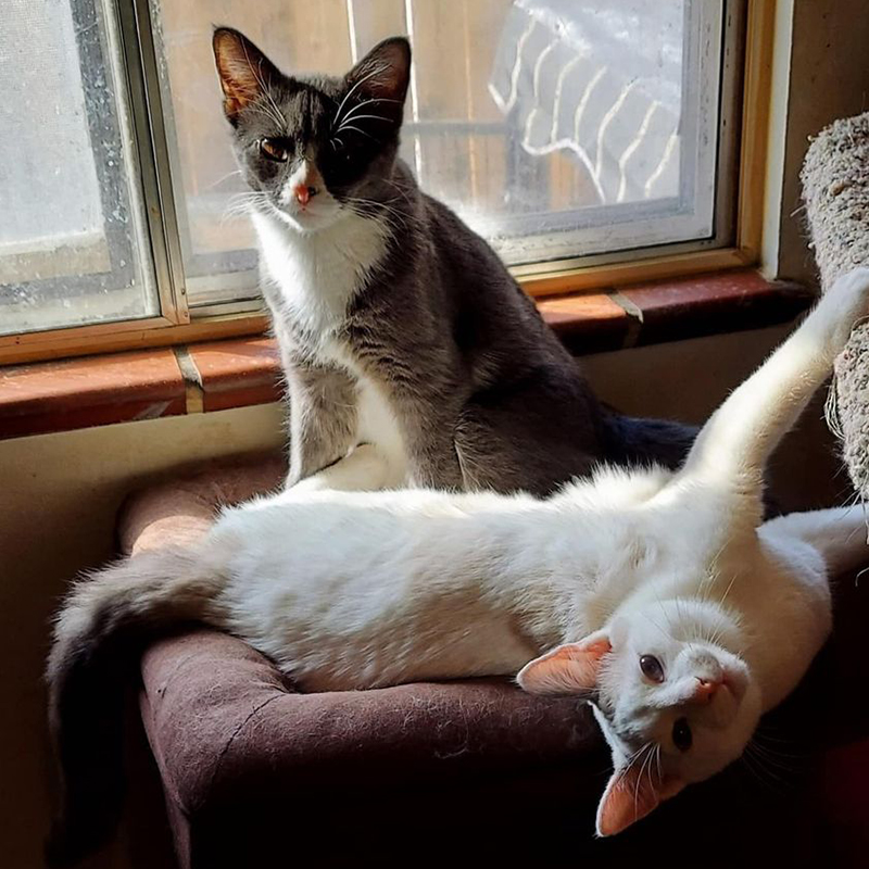 Trixie and Ralphie, Forgotten Felines Rescue Denver