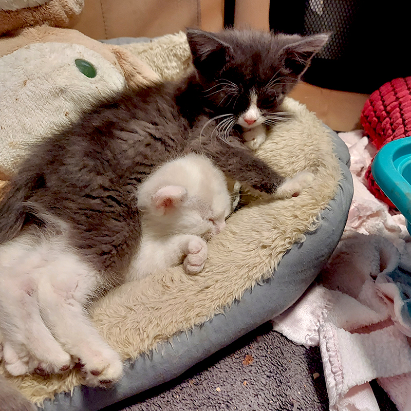 Trixie and Ralphie as kittens cuddling, Forgotten Felines Denver, Colorado