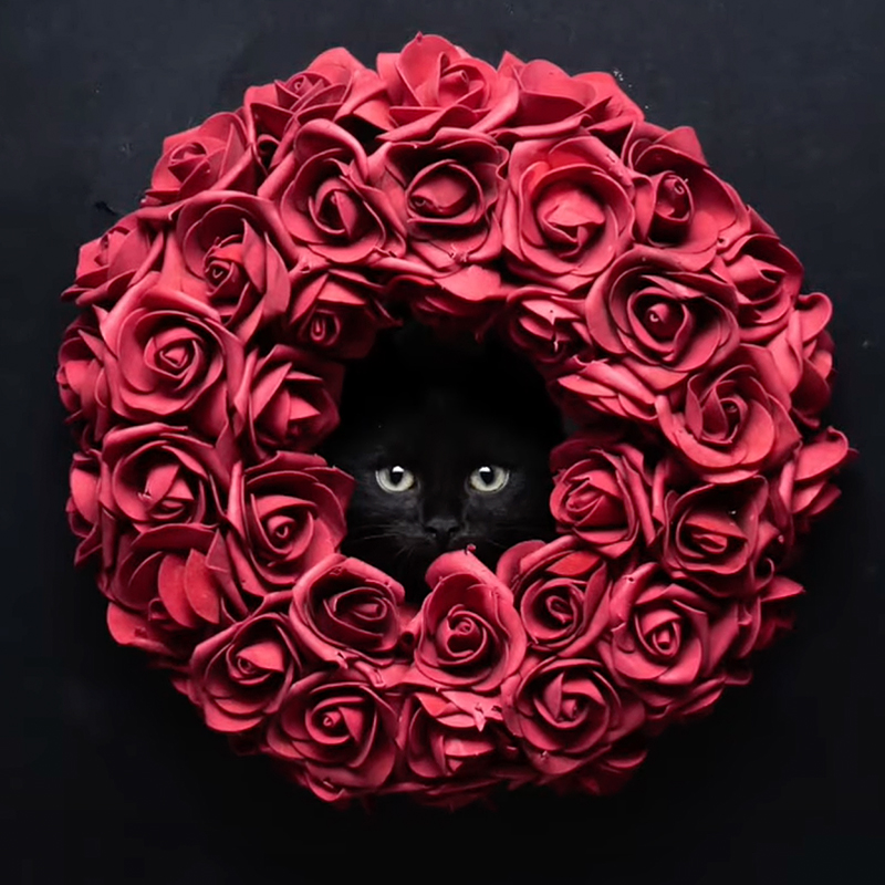 Black cat for Valentine's Day, wreath of roses, FurrFritz, Nils Jacobi