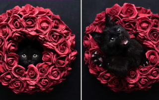 FurryFritz, Nils Jacobi, Valentine's Day, black cats, shelter cats, Germany