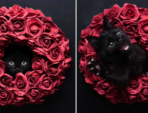 ‘Catographer’ Helps Shelter House Panthers Find Homes for Valentine’s Day