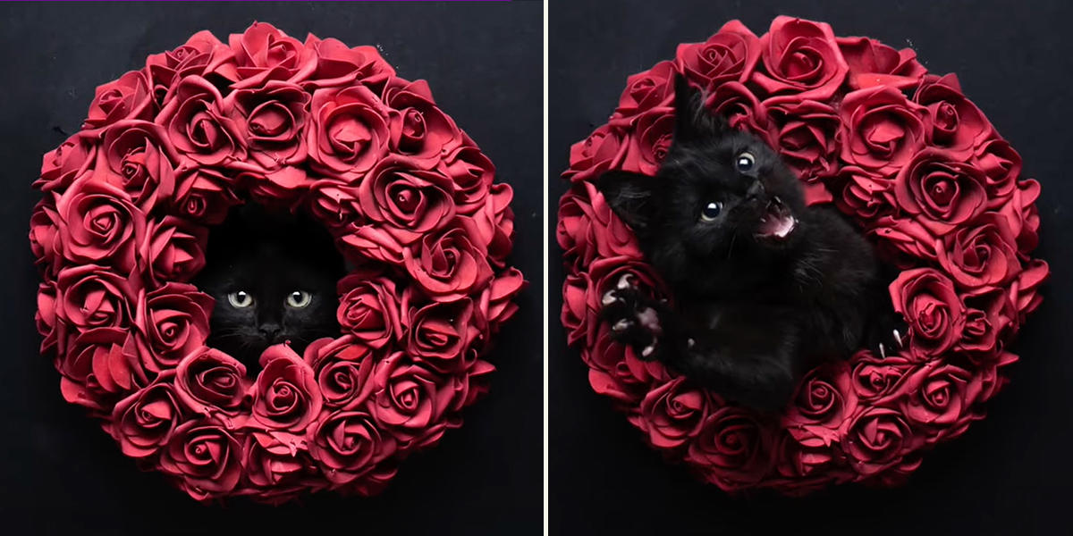 FurryFritz, Nils Jacobi, Valentine's Day, black cats, shelter cats, Germany