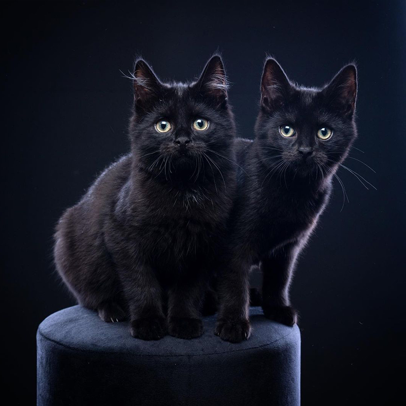 House panthers against a black background, FurryFritz, Nils Jacobi 