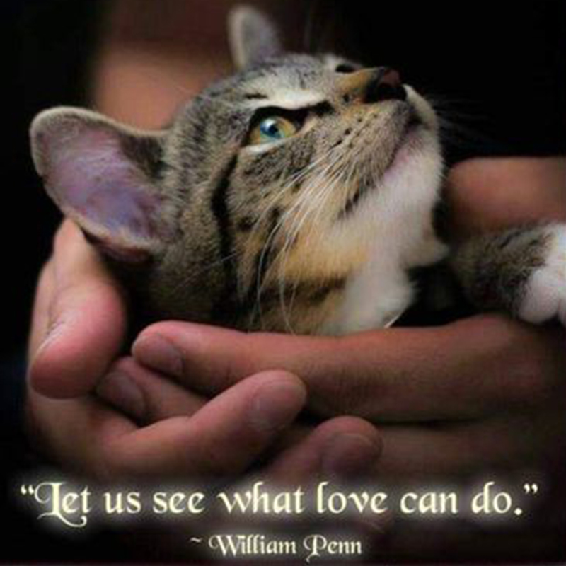 William Penn quote with a picture of a cat posted by Pet Vet Animal Clinic and Mobile Practice, Ltd 