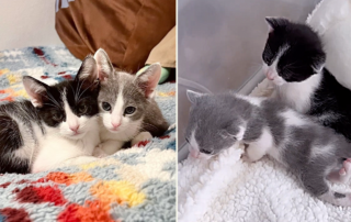 Ben and Jerry, rescued kittens at Baby Kitten Rescue, Los Angeles, twisted legs, Physical therapy, splinting