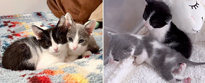 Ben and Jerry, rescued kittens at Baby Kitten Rescue, Los Angeles, twisted legs, Physical therapy, splinting