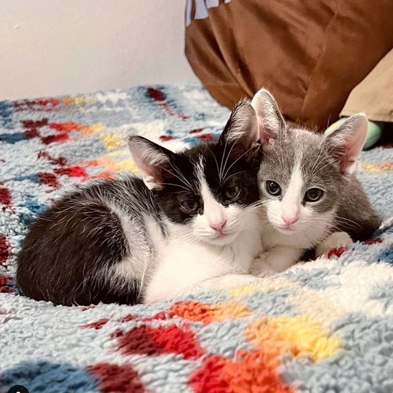 Ben and Jerry, twisted legs, Baby Kitten Rescue, California, grey and white rescued kitten