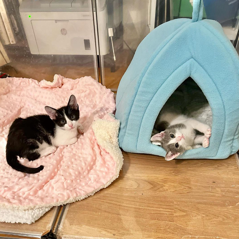 Rescued kittens in separate cat beds
