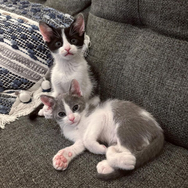 Kitten's Twisted Legs Fully Recover with Therapy and Splinting