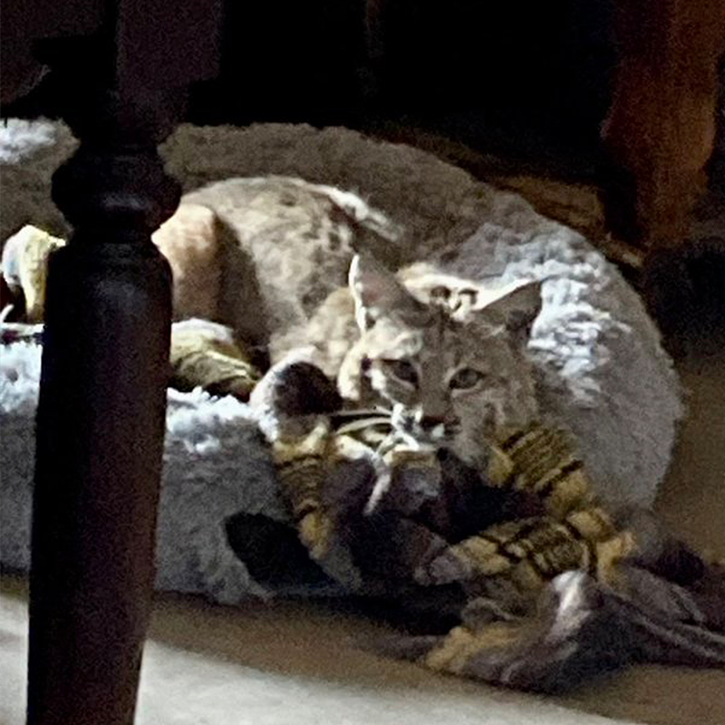 Arizona Game and Fish Department, bobcat enters home through doggy door to get in dog's bed.