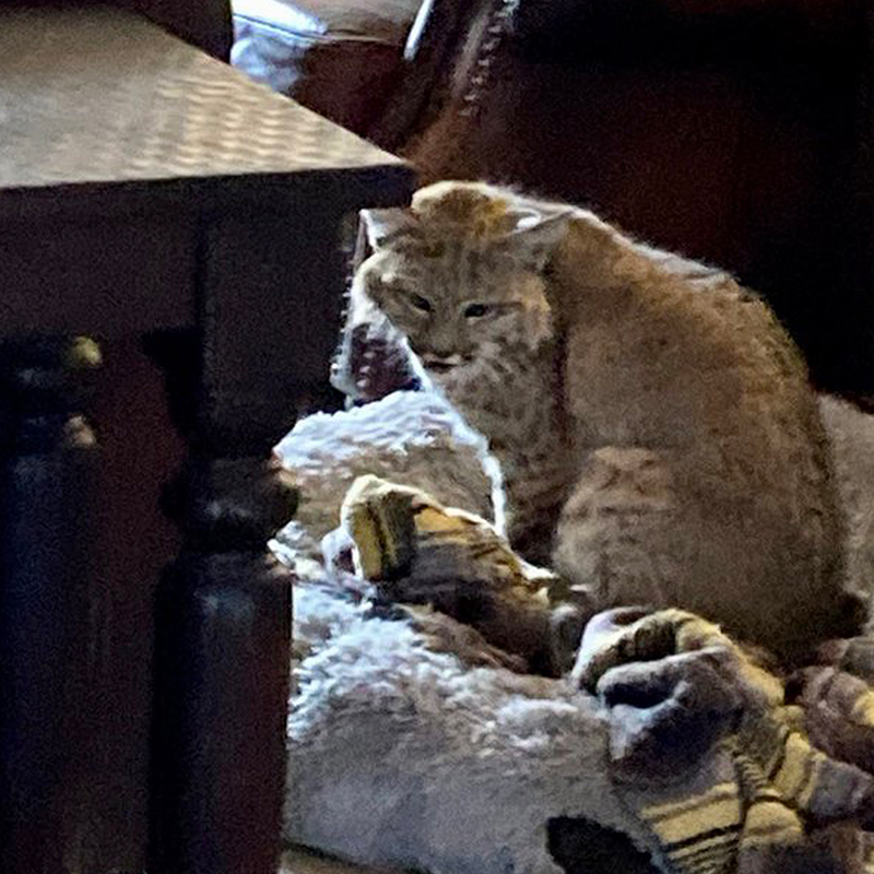 Arizona Game and Fish Department, bobcat enters home through doggy door to get in dog's bed., 2