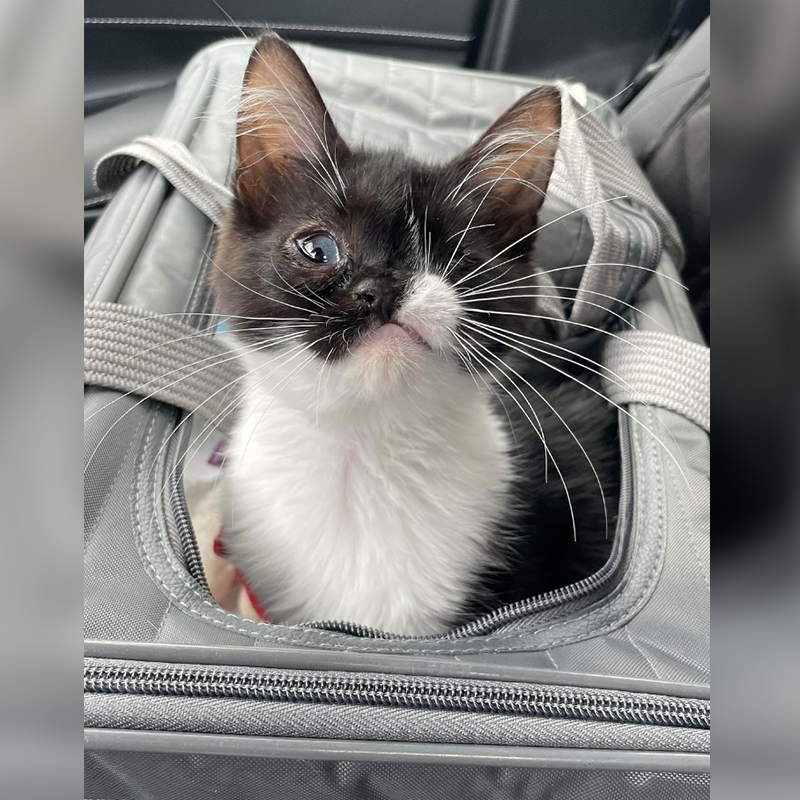 kitten pops out of airport bag