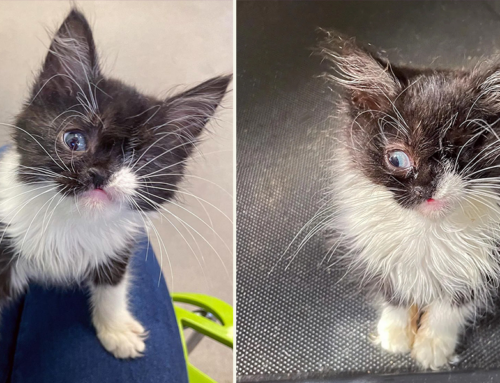 A Bugs Life: Kitten Born With One Eye and One Nostril Is Doubly Sweet