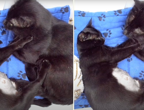 Rescued Feral Cat Massages His One True Love As She Births Her Last Litter