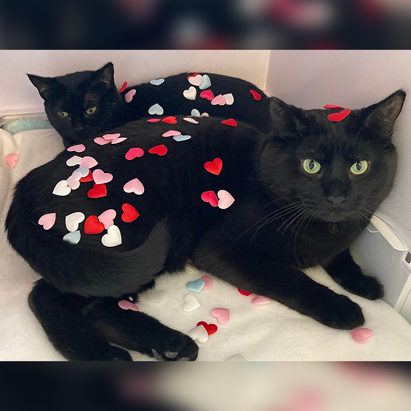Candy and Cookie in their furever home with hearts all over them
