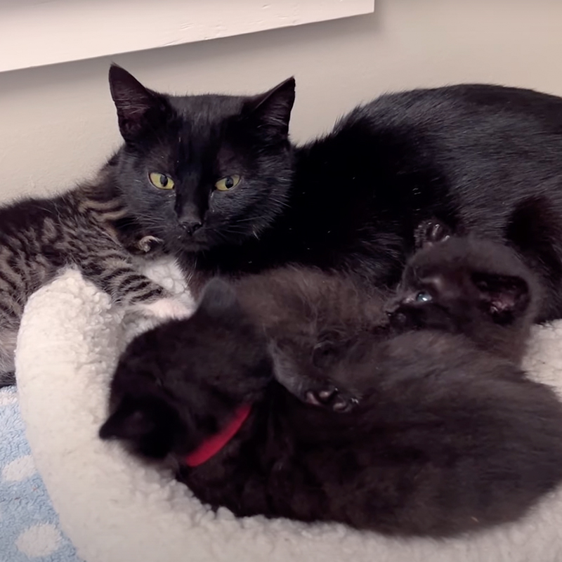 Mama cat Candy with her kittens