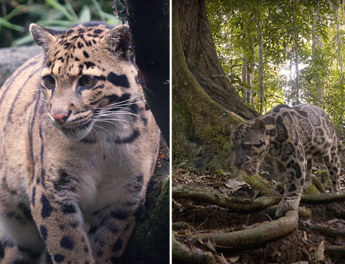 Clouded Leopards, the Ancient ‘Small Big Cats’ of Disappearing Jungles
