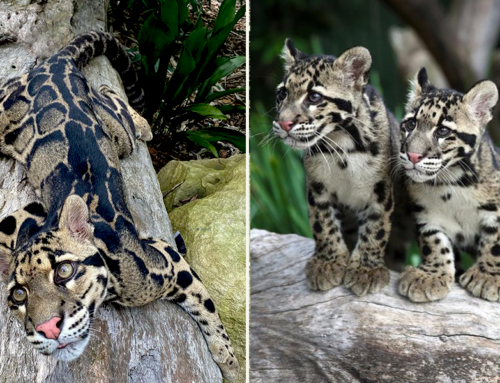Incredible Clouded Leopards Call an Australian Sanctuary Home