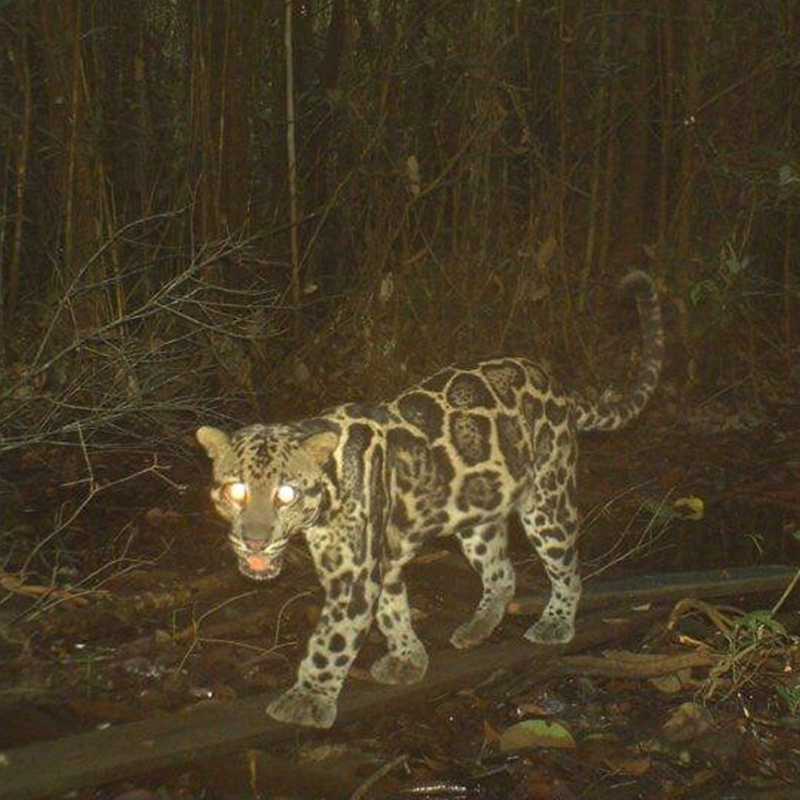 Clouded Leopards caught on trail cam