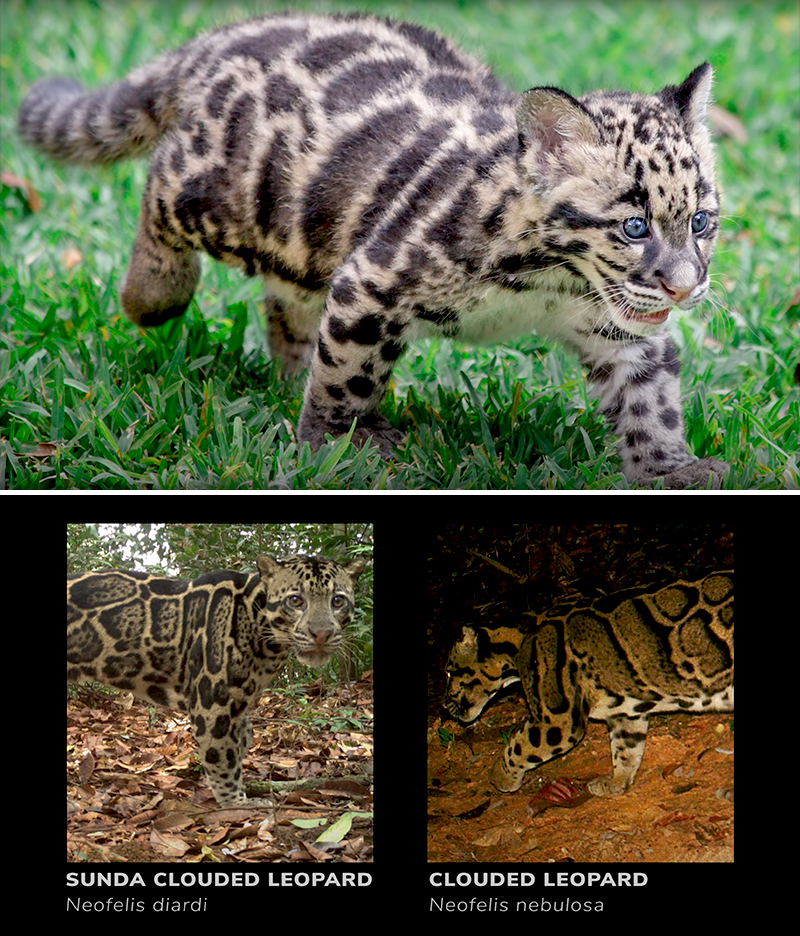 Cub clouded leopard with a picture of the two species via YouTube