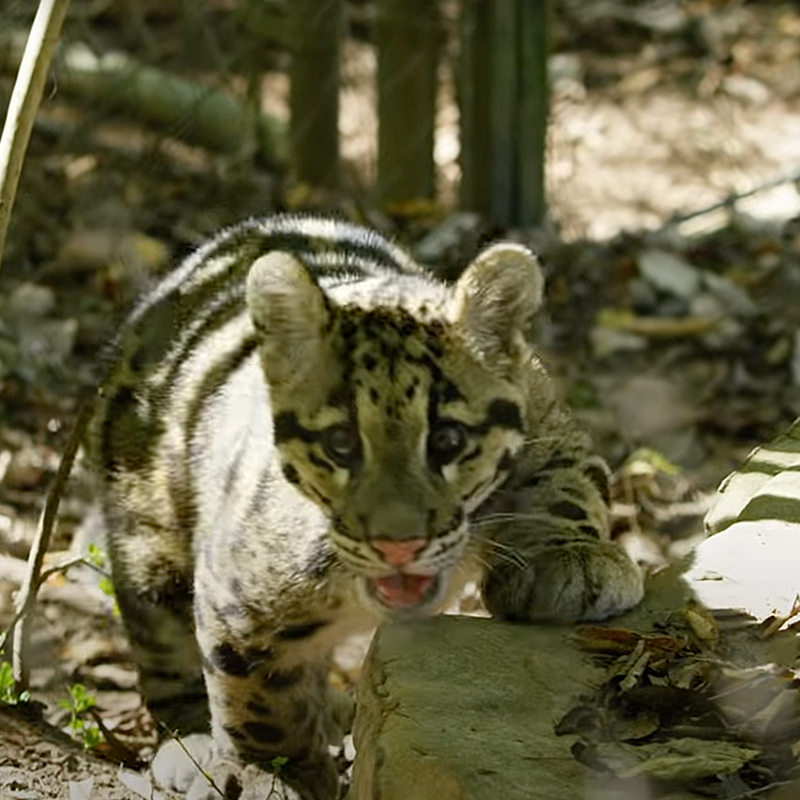 Clouded Leopards look at camera