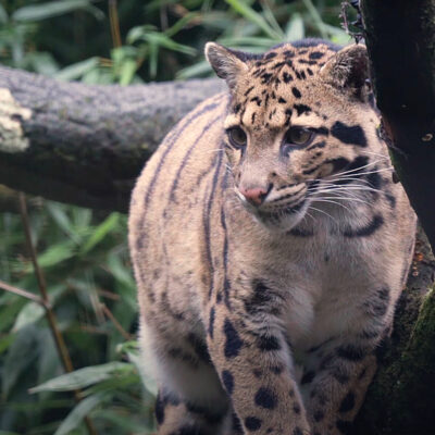 Clouded Leopards, the 'Small Big Cats' of Disappearing Jungles