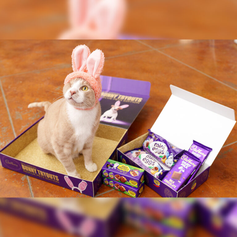 'Crash' the High-Fiving Rescue Cat Is 2023 Cadbury Bunny