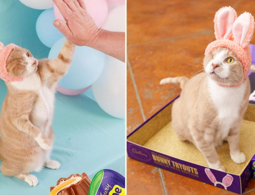 ‘Crash’ the High-Fiving Rescue Cat Makes History Becoming Cadbury Bunny