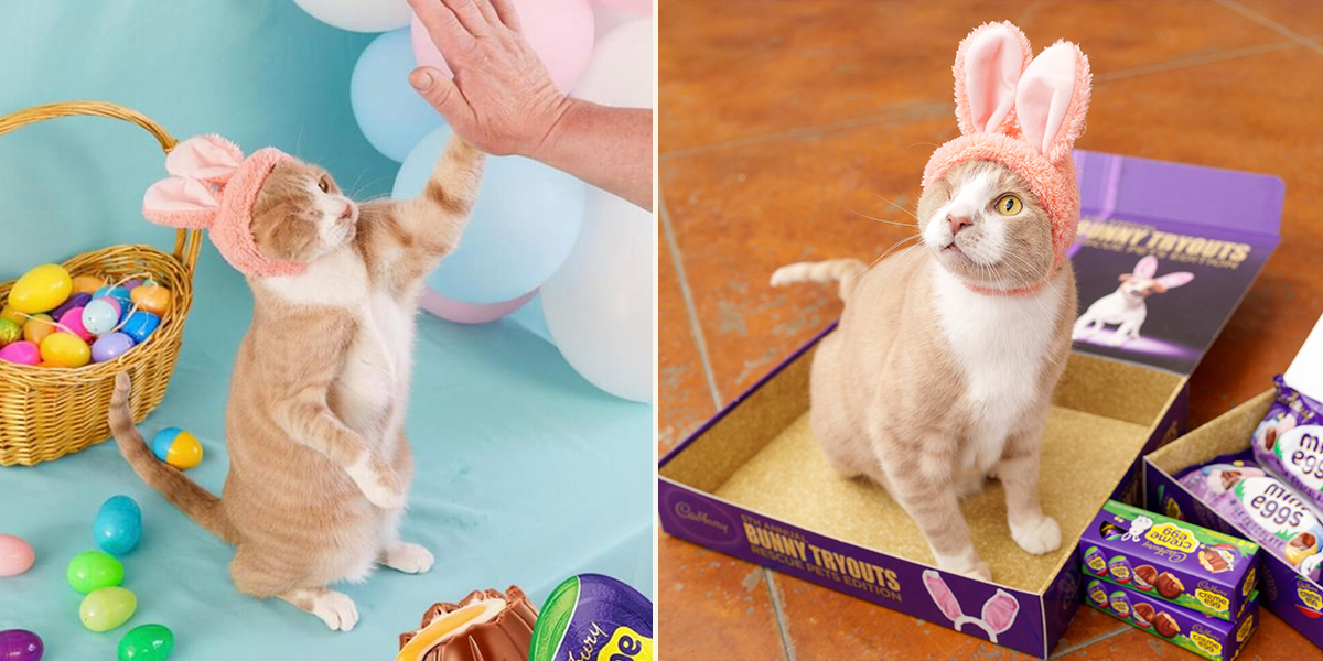 Crash, rescued cat from Simply Cats, Boise, Idaho, Cadbury Bunny contest winner for 2023, Maddie Corey, Cat Pawsitive National High-Five Day Contest
