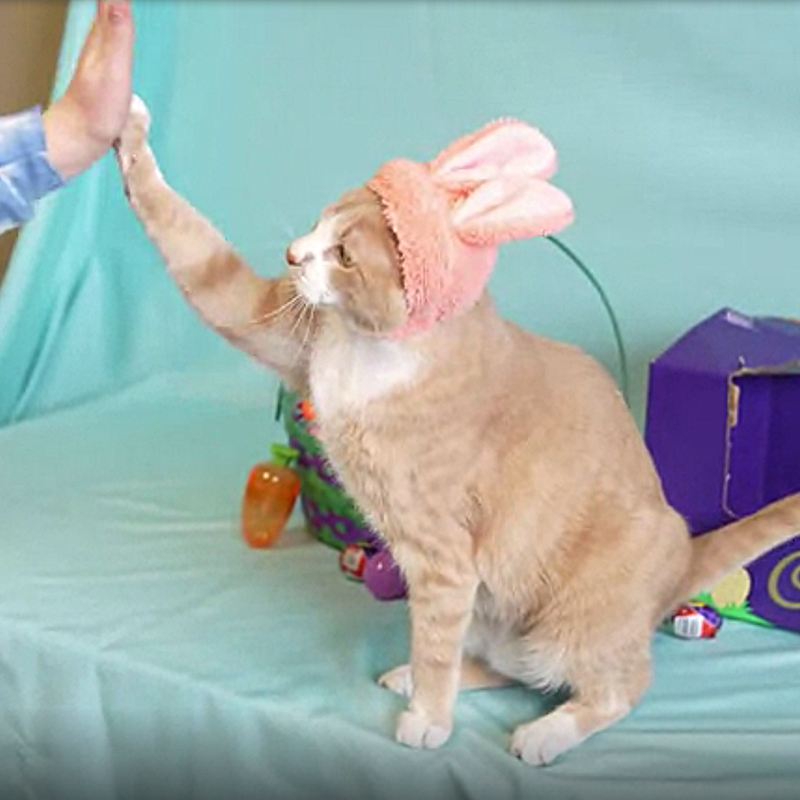 Crash gives a high five, Cat Pawsitive National High-Five Day Contest, Cadbury Bunny, Hershey