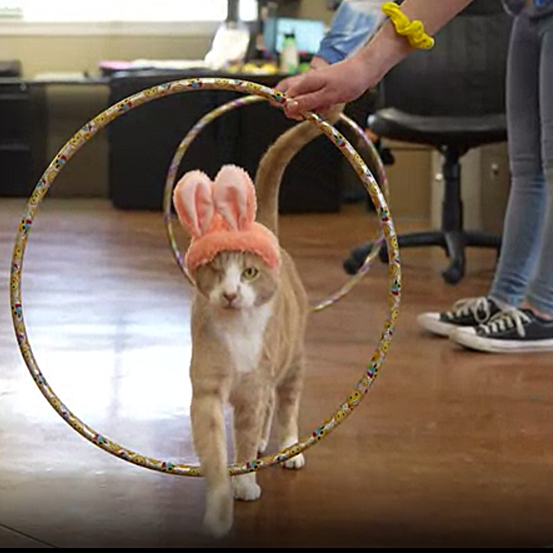 Rescued cat wears bunny ears and goes through hoops