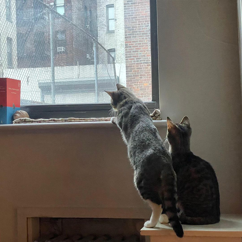 Jay and Ellie birdwatching in Brooklyn-area foster home.