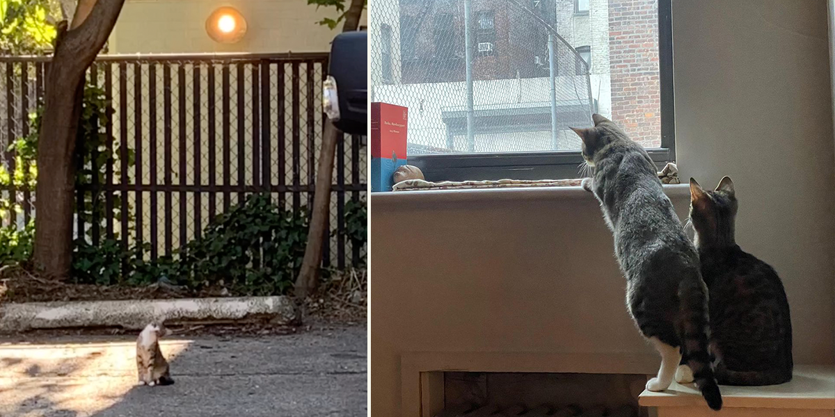 Ellie the visually-impaired rescued kitten loves birdwatching with friend Jay in Brooklyn foster home. Greenpoint Cats, New York City